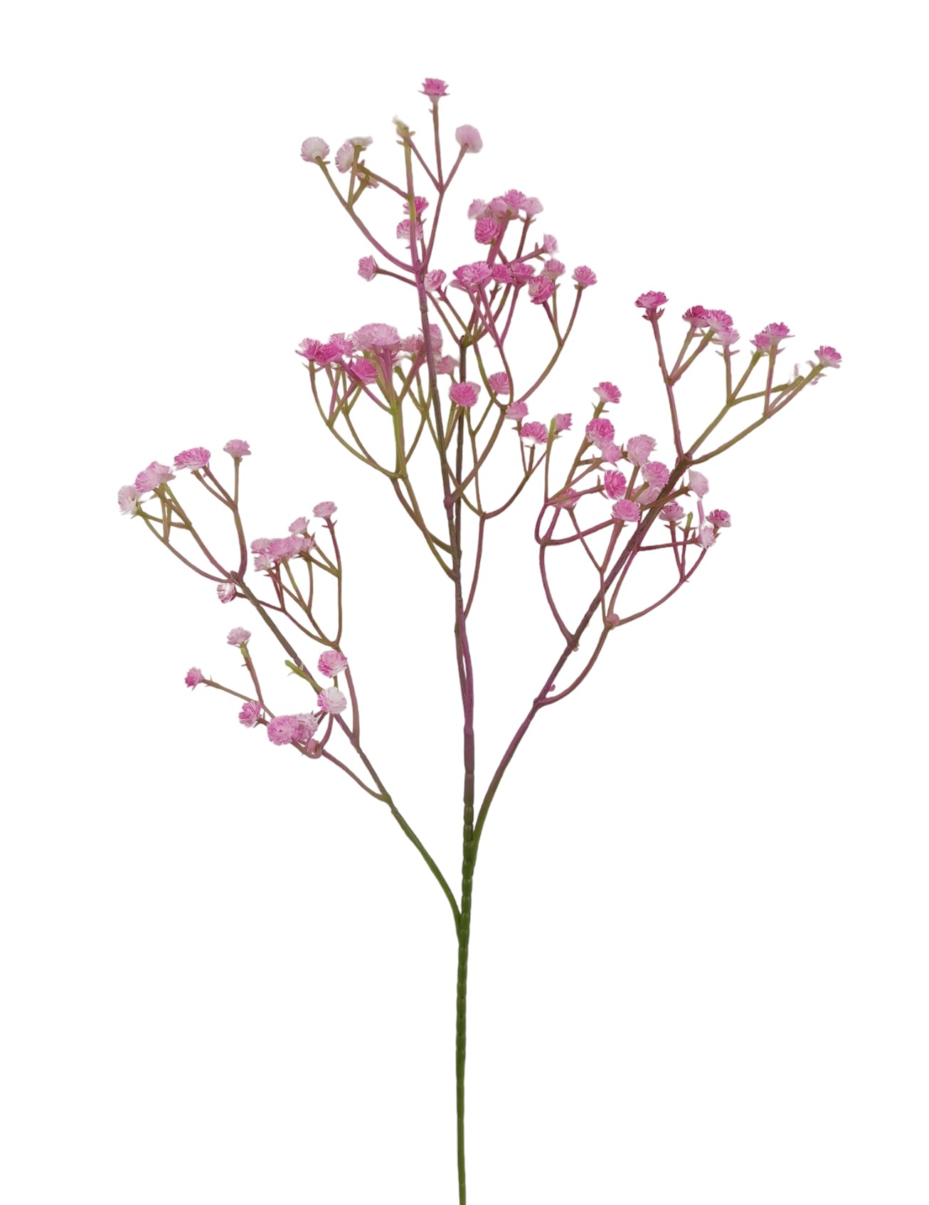 GYPSOPHILA X108 60CM PK