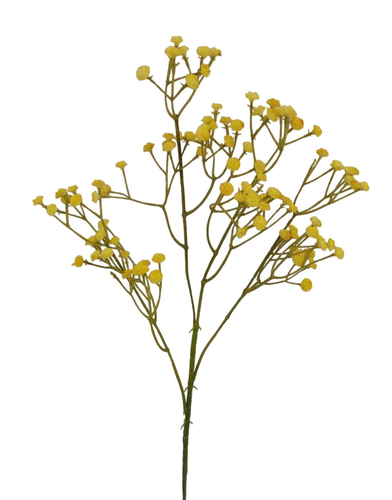 GYPSOPHILA X108 60CM YL
