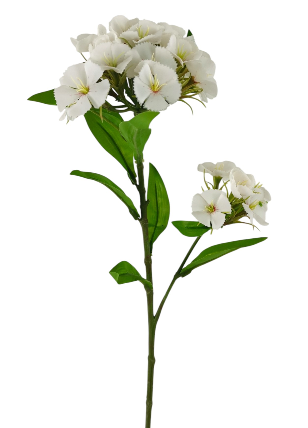 DIANTHUS SPRAY 60CM CR