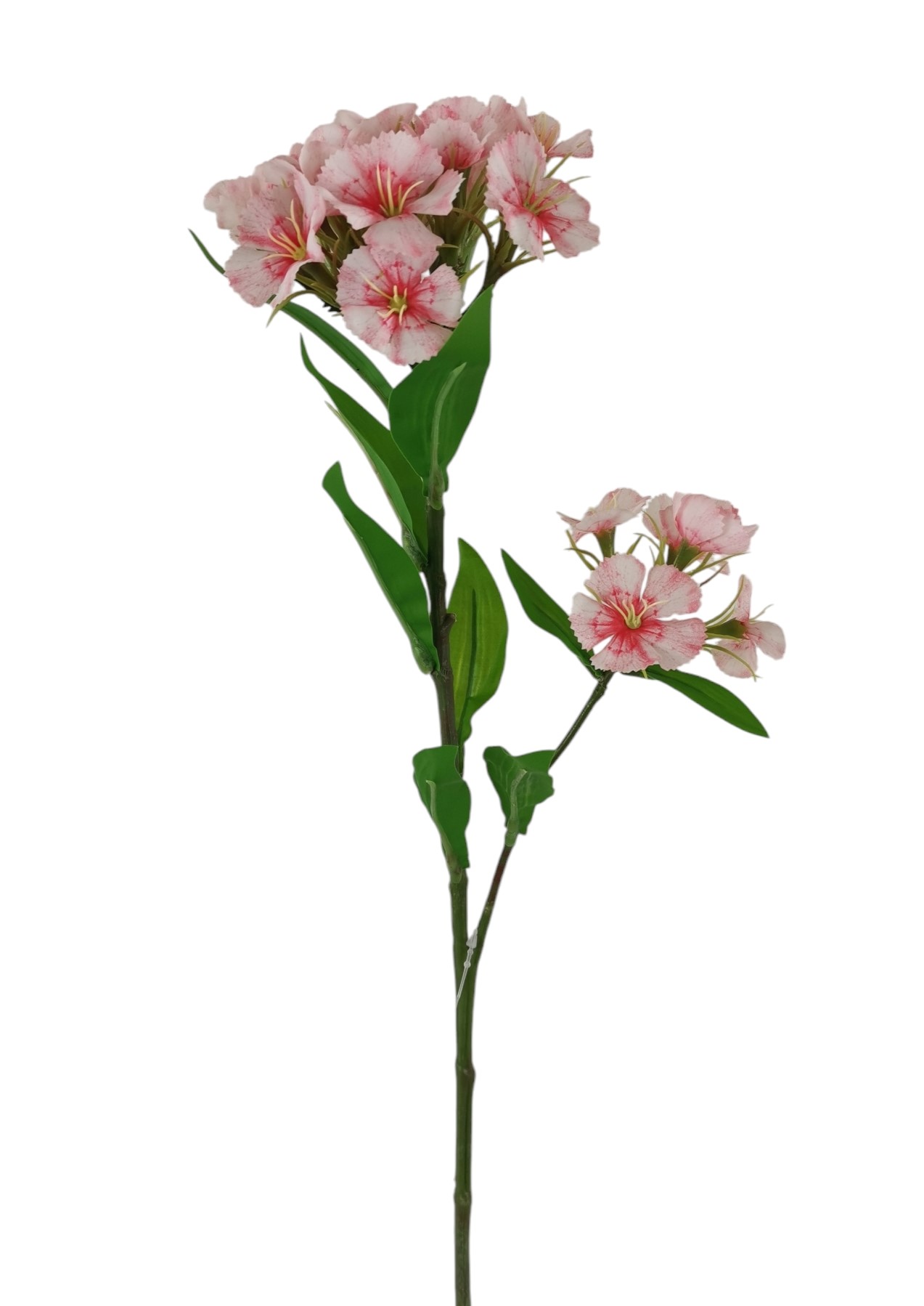 DIANTHUS SPRAY 60CM CRRD