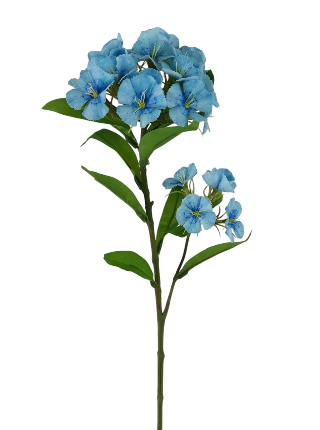 DIANTHUS SPRAY 60CM LTBL
