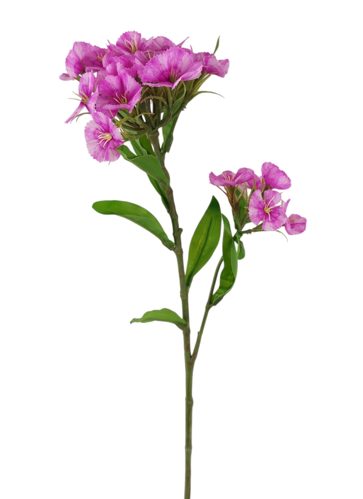 DIANTHUS SPRAY 60CM LV