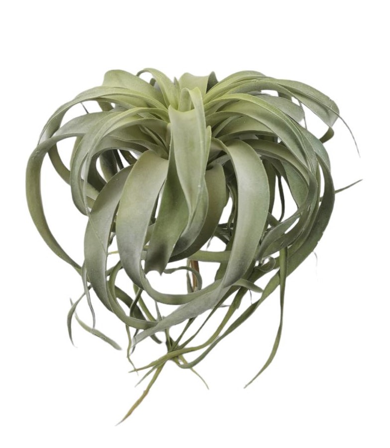 TILLANDSIA 33CM GR