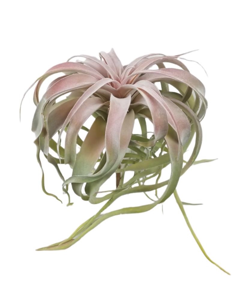 TILLANDSIA 33CM RD