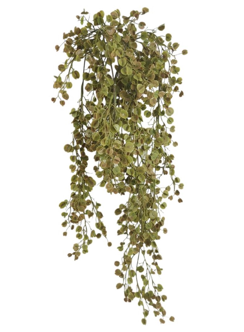 CADENTE BEANS X5 76CM GR