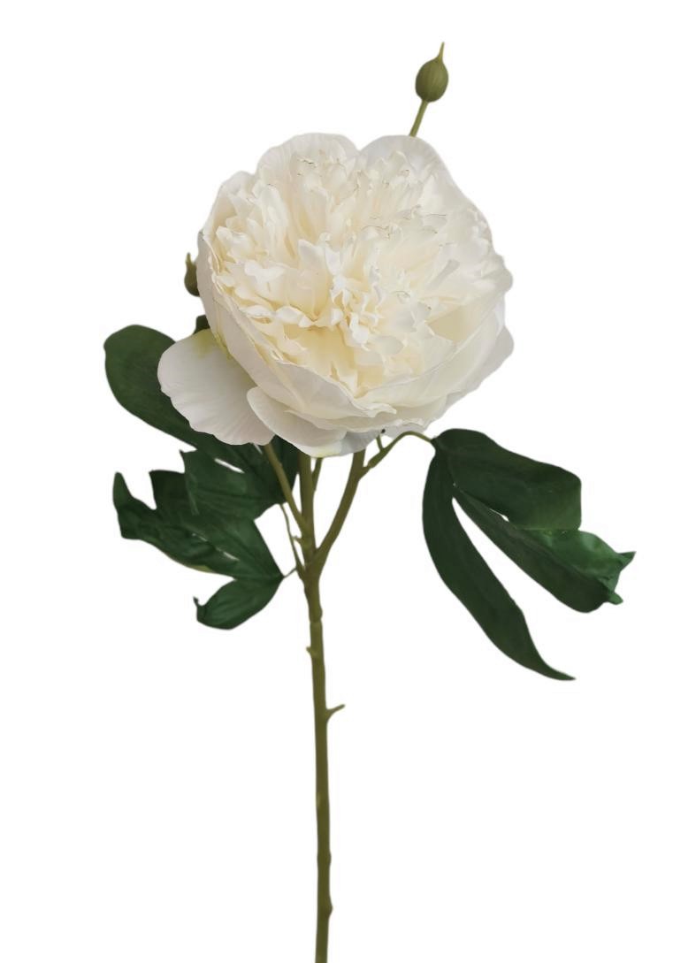 PEONIA SPRAY DRIED 62CM CR
