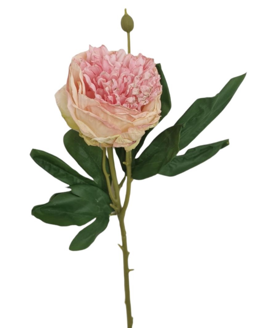 PEONIA SPRAY DRIED 62CM PK