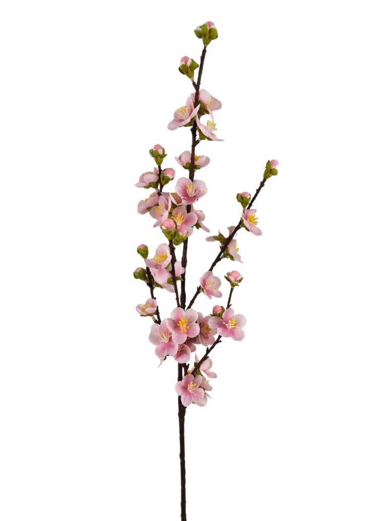 PESCO GIAPPONESE RT 80CM PK