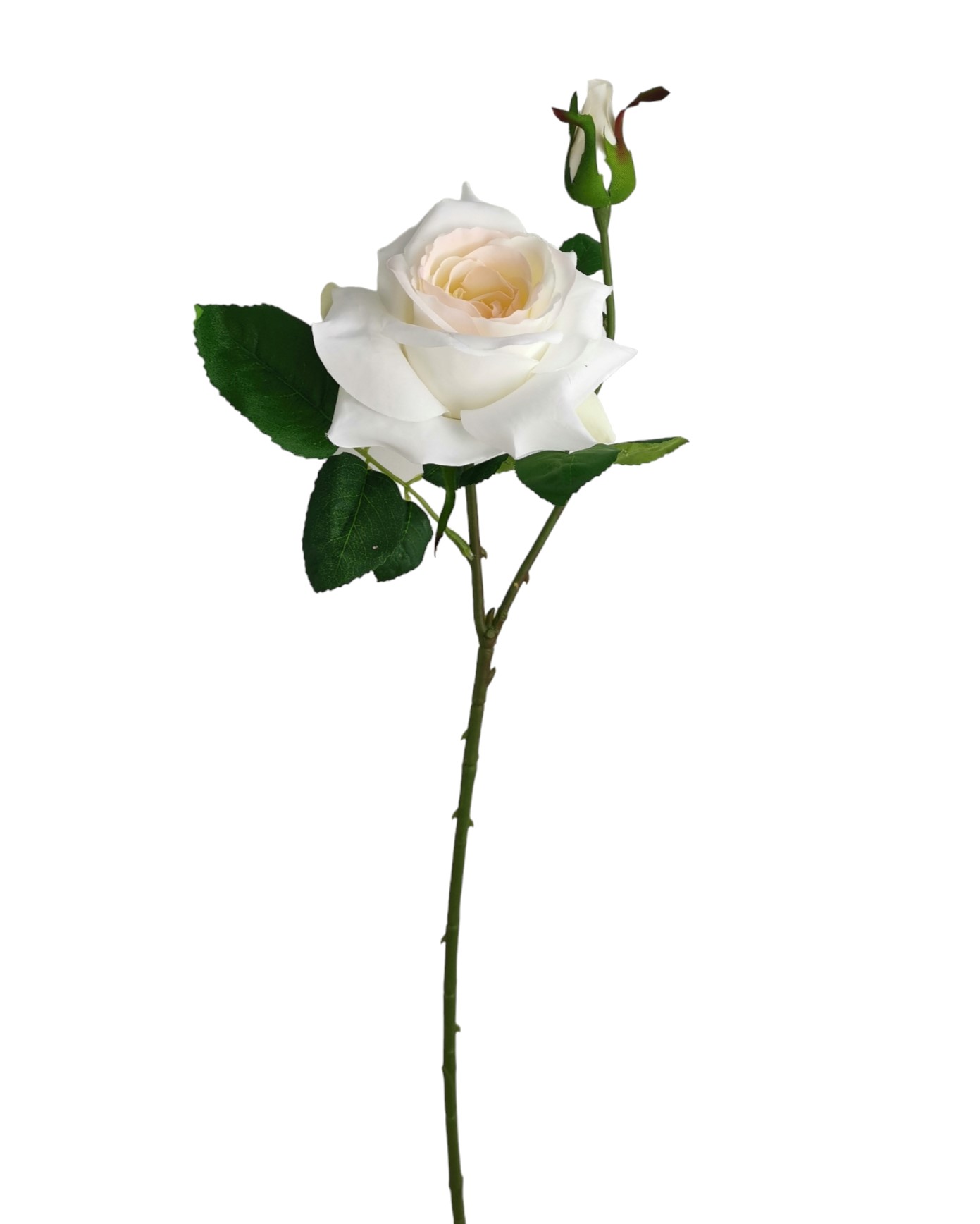 ROSA SPRAY X2 68CM CR