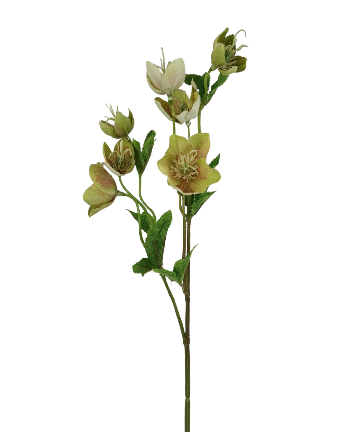 HELLEBORUS SPRAY X2 59CM GR