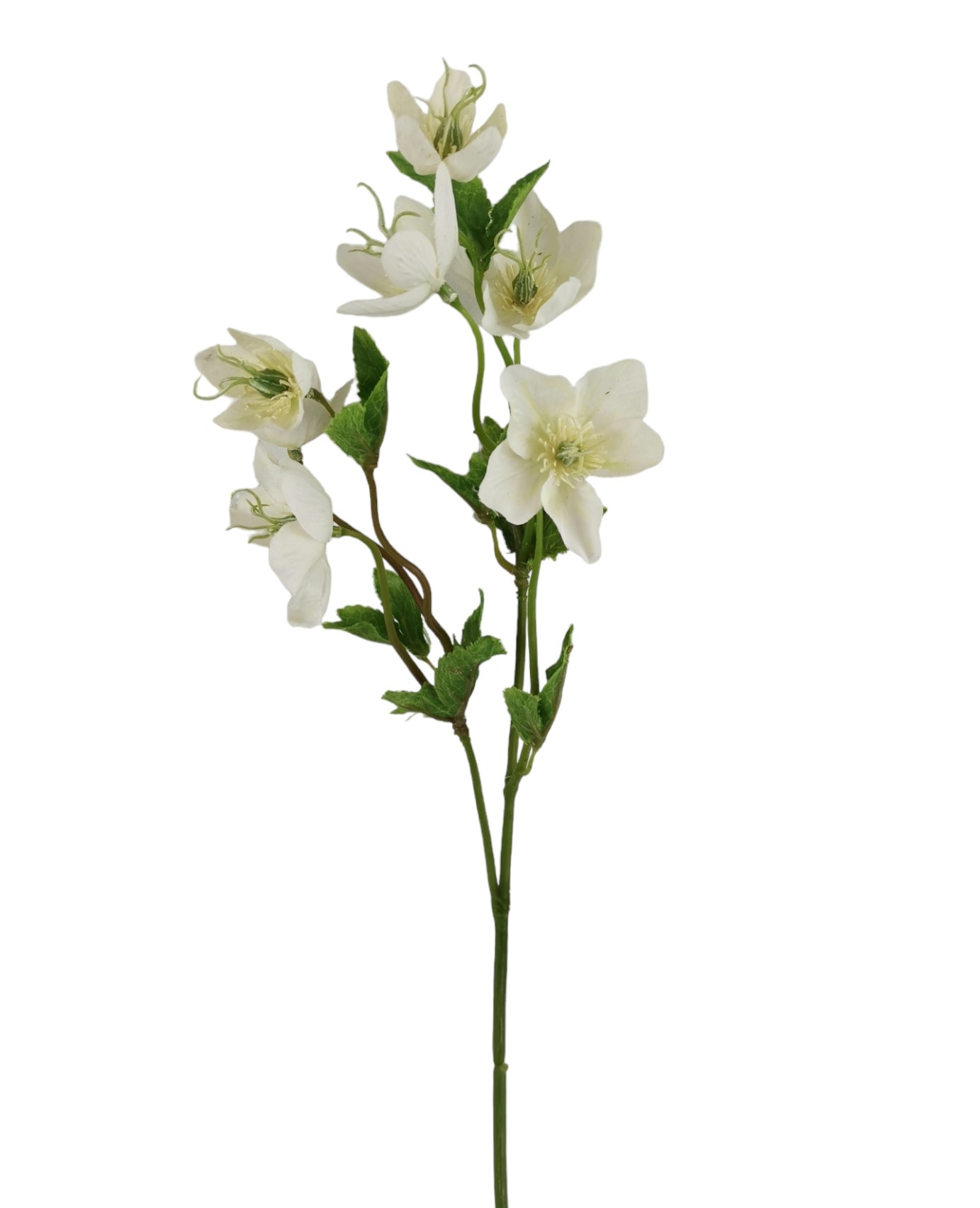 HELLEBORUS SPRAY X2 59CM WH