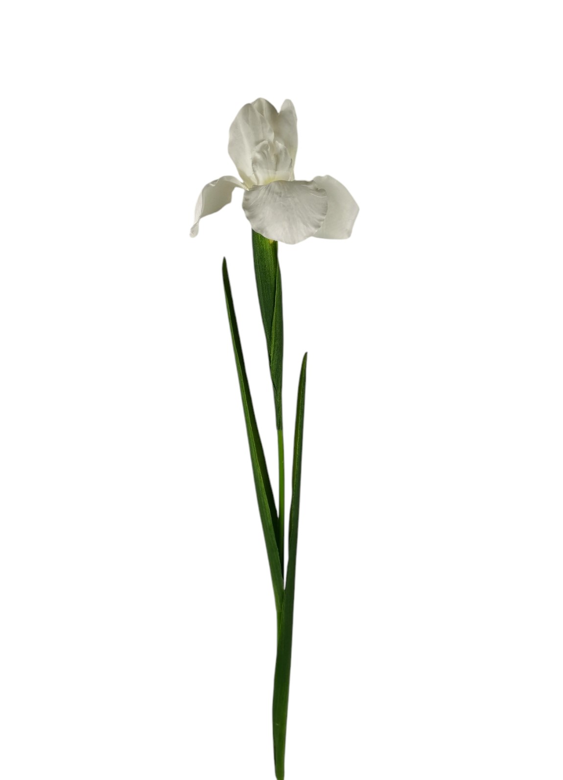 IRIS SPRAY 78CM WH