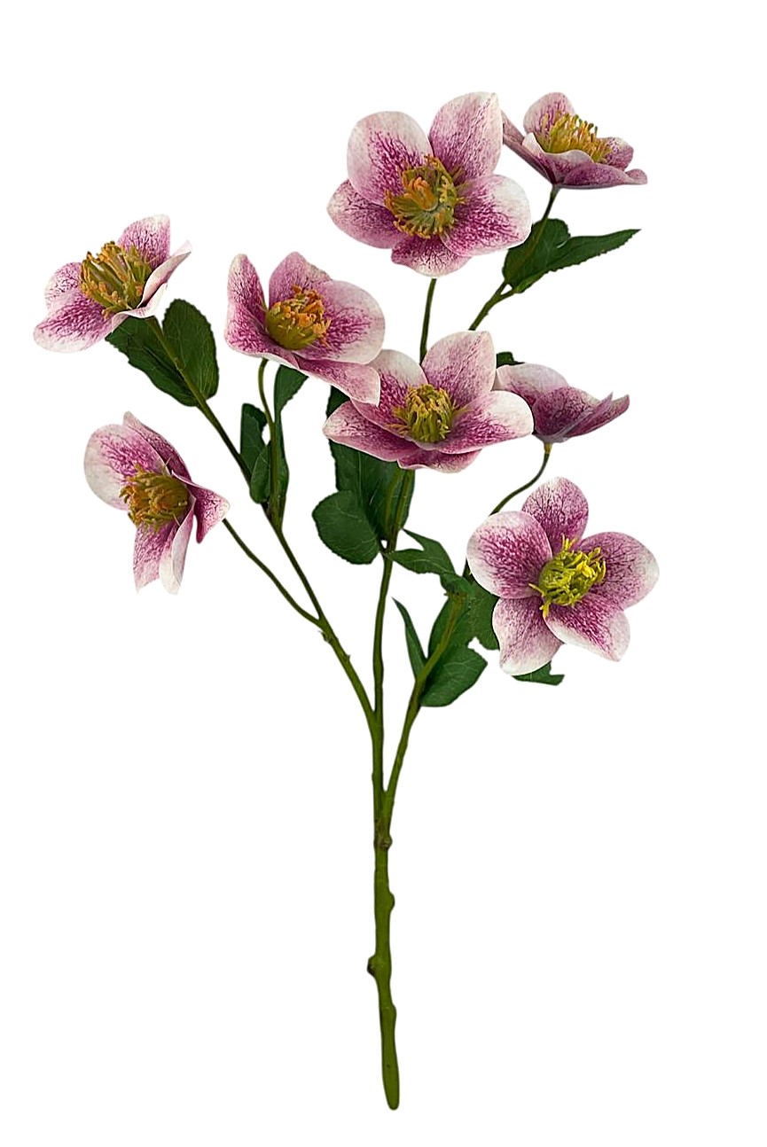 HELLEBORUS SPRAY 45CM MV