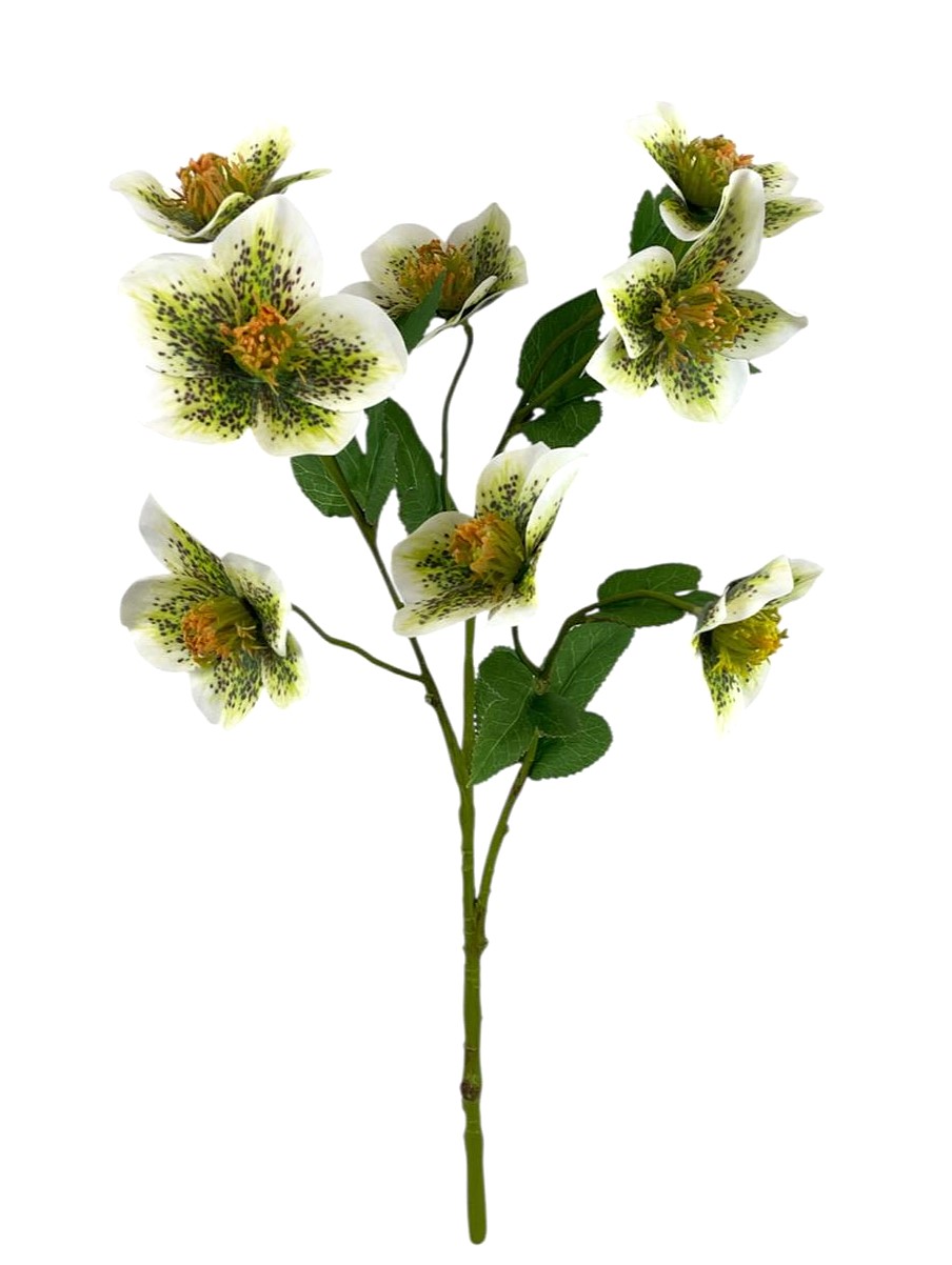 HELLEBORUS SPRAY 45CM WHGR
