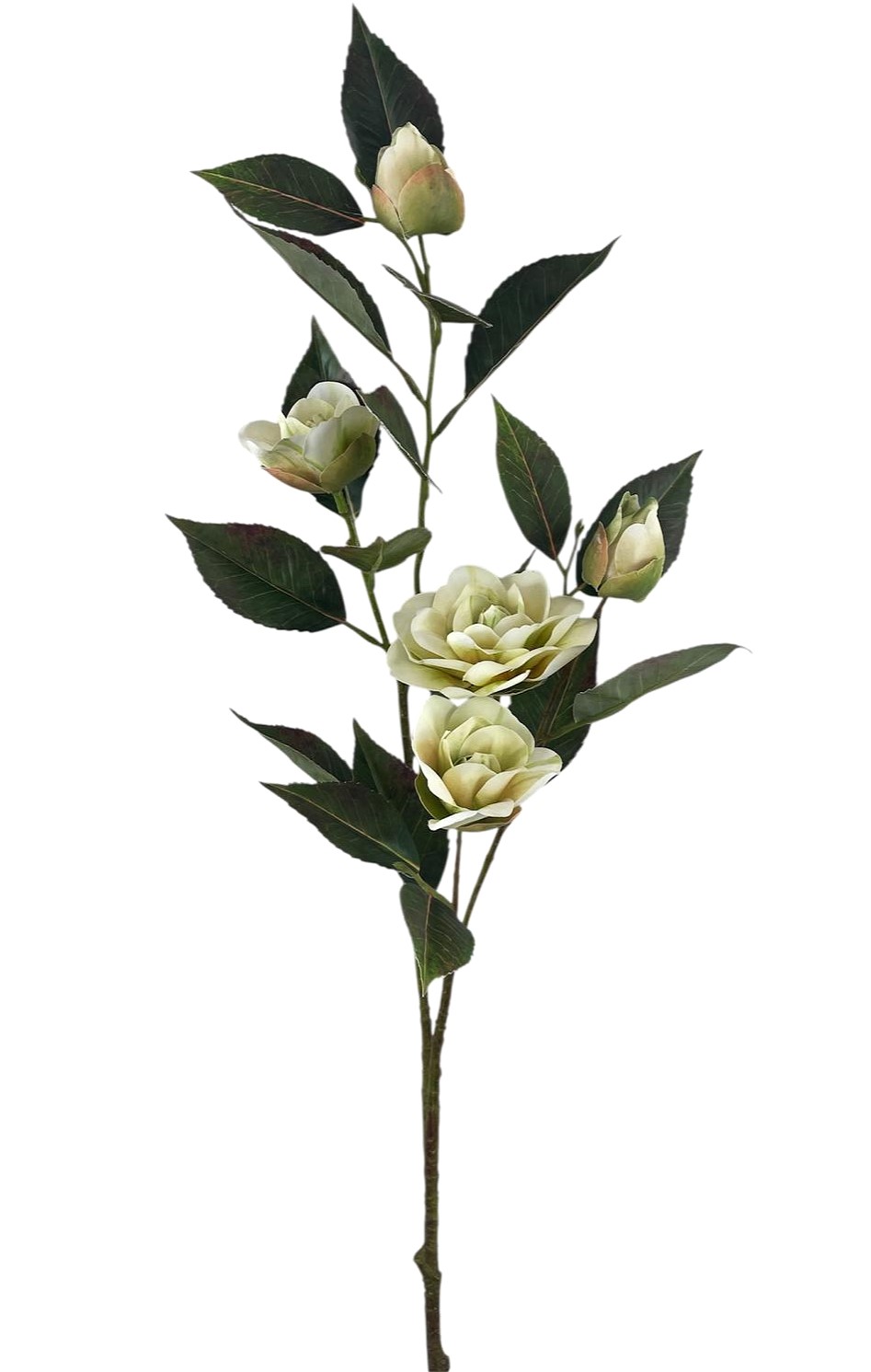CAMELIA SPRAY X2 70CM BG