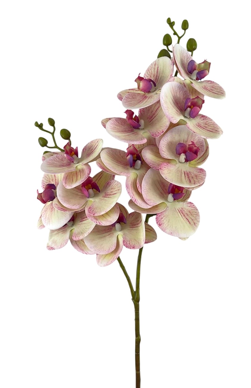 PHALAENOPSIS SPRAY X2 12FL 76CM PK