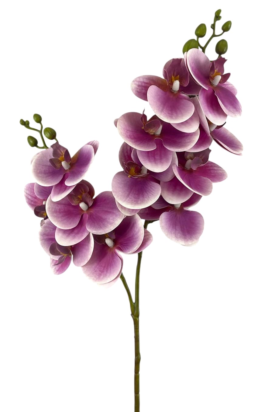 PHALAENOPSIS SPRAY X2 12FL 76CM PU