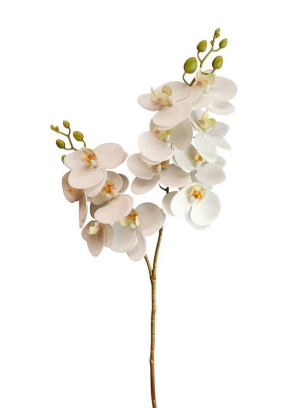 PHALAENOPSIS SPRAY X2 12FL 76CM WH