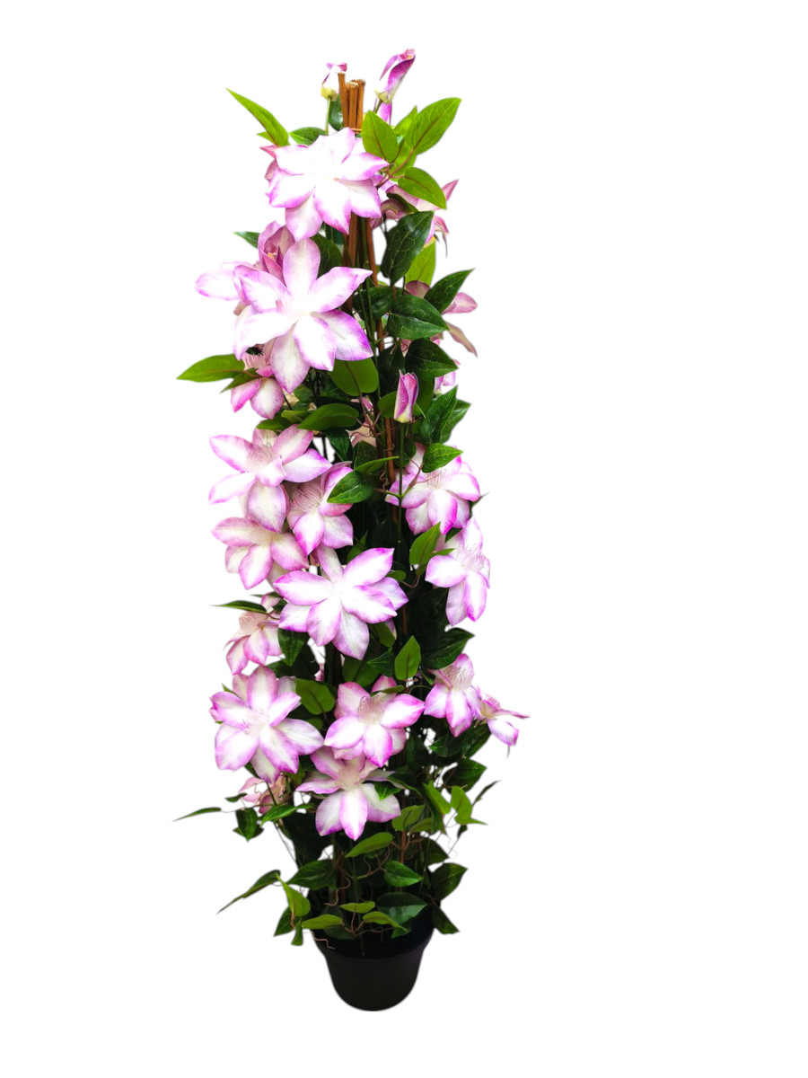 CLEMATIS IN VASO 125CM WHLL
