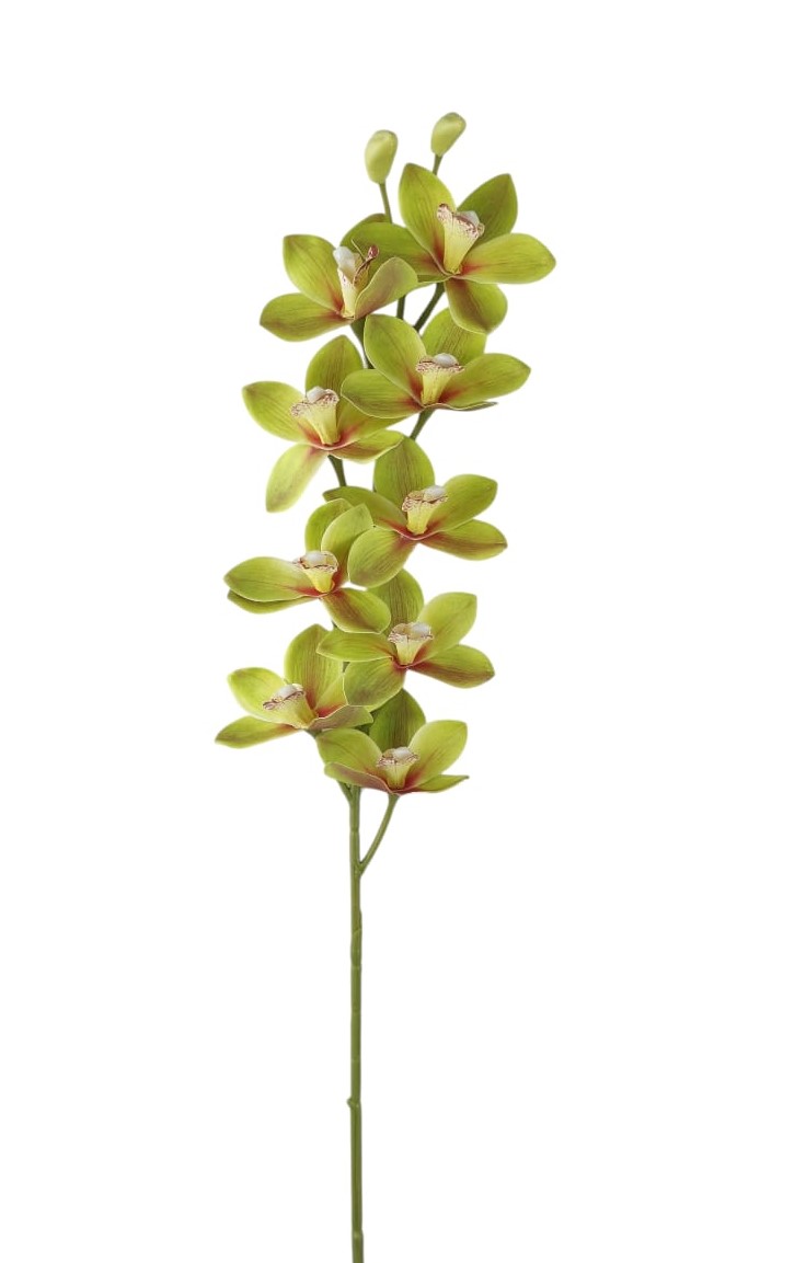CYMBIDIUM SPRAY 9 FLR 2 BUD 79CM GR