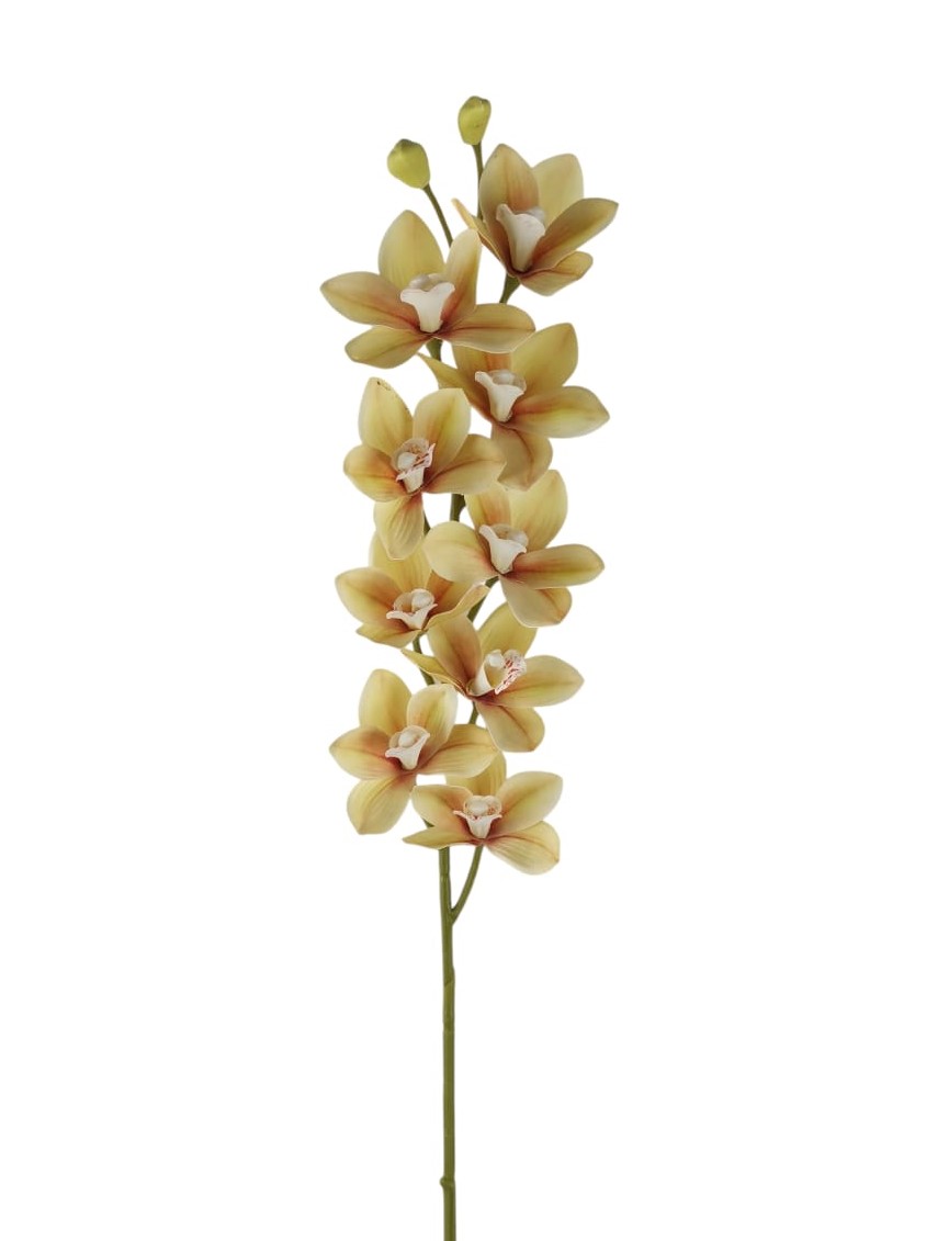 CYMBIDIUM SPRAY 9 FLR 2 BUD 79CM PC