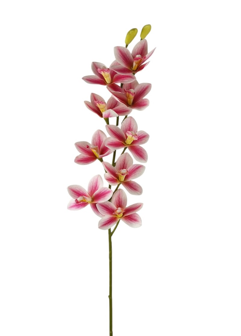 CYMBIDIUM SPRAY 9 FLR 2 BUD 79CM PK