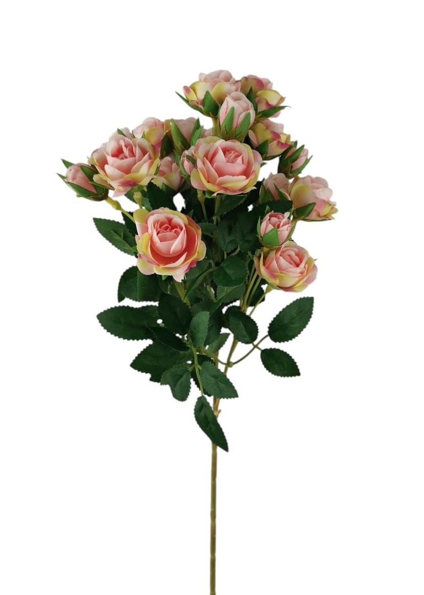 ROSA VIVIAN SPRAY X19 60CM LTPK