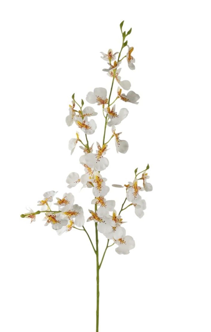 ONCIDIUM SPRAY X5 79CM WH