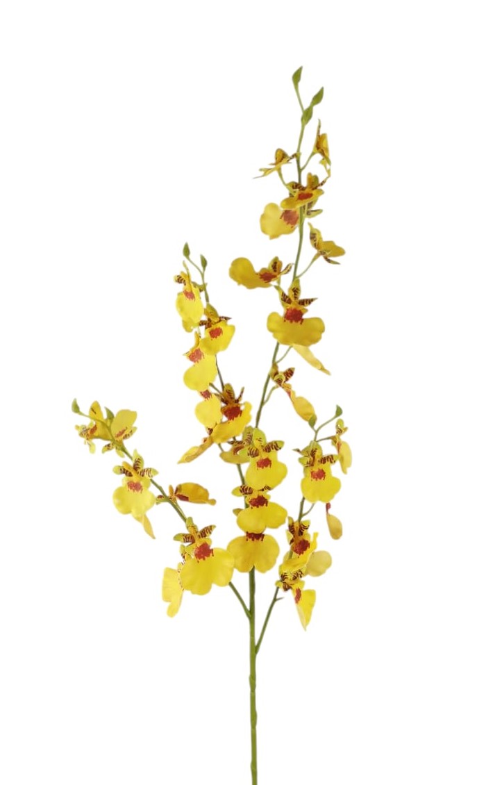 ONCIDIUM SPRAY X5 79CM YL