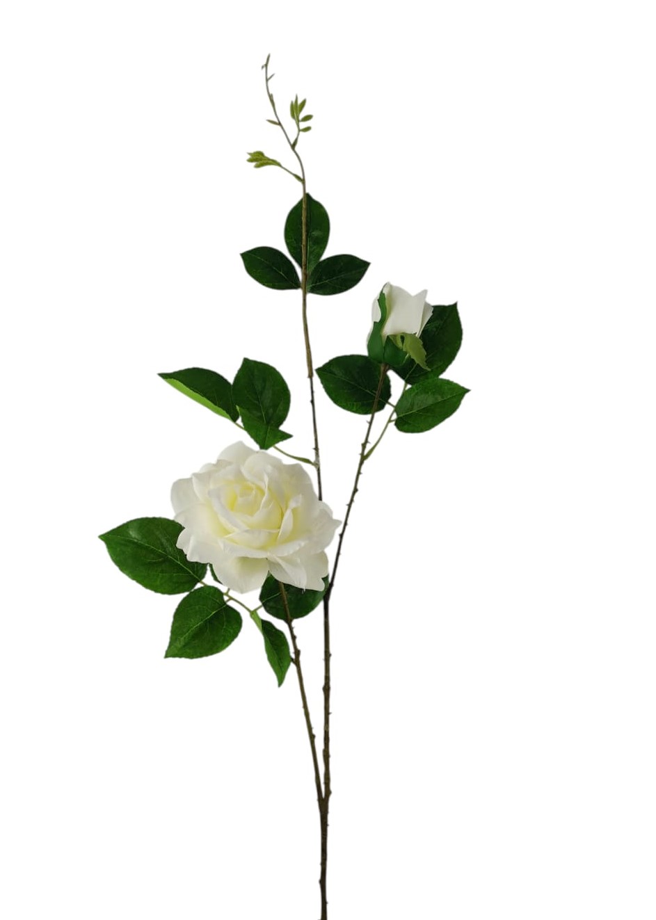 ROSA DIAMOND X3 68CM WH