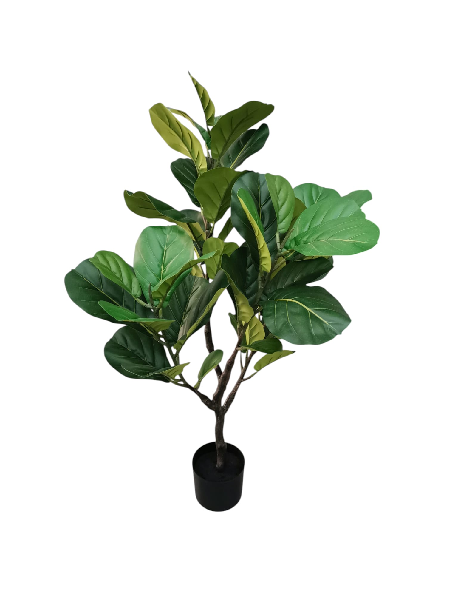 FICUS ELASTICA IN VASO 48LVS 110CM GR