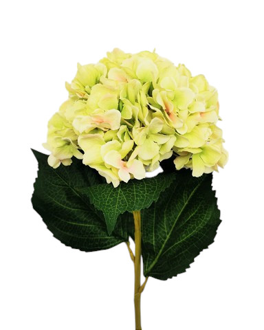 ORTENSIA LUNA 82CM GR