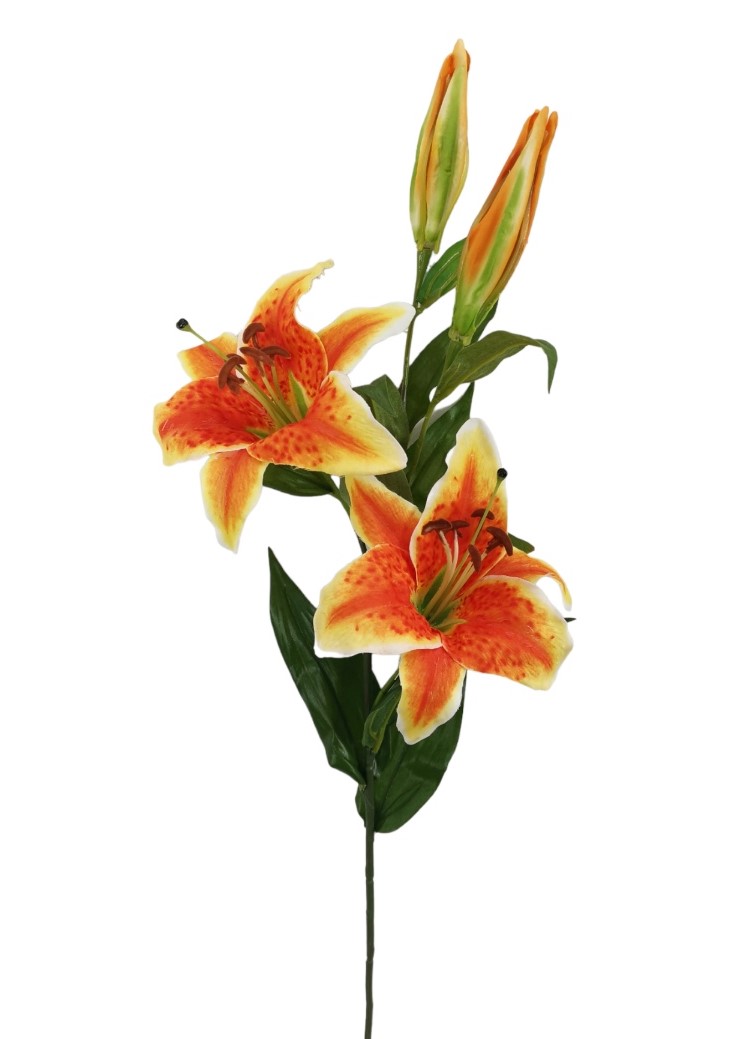 STARGAZER X4 86CM OR