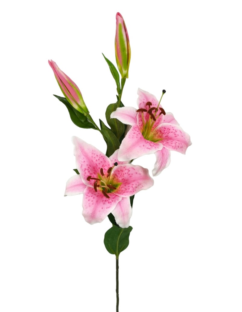 STARGAZER X4 86CM PK