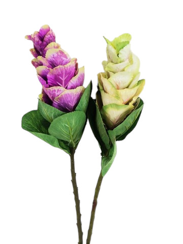 ORNAMENTAL / CABBAGE ASS 2 COL