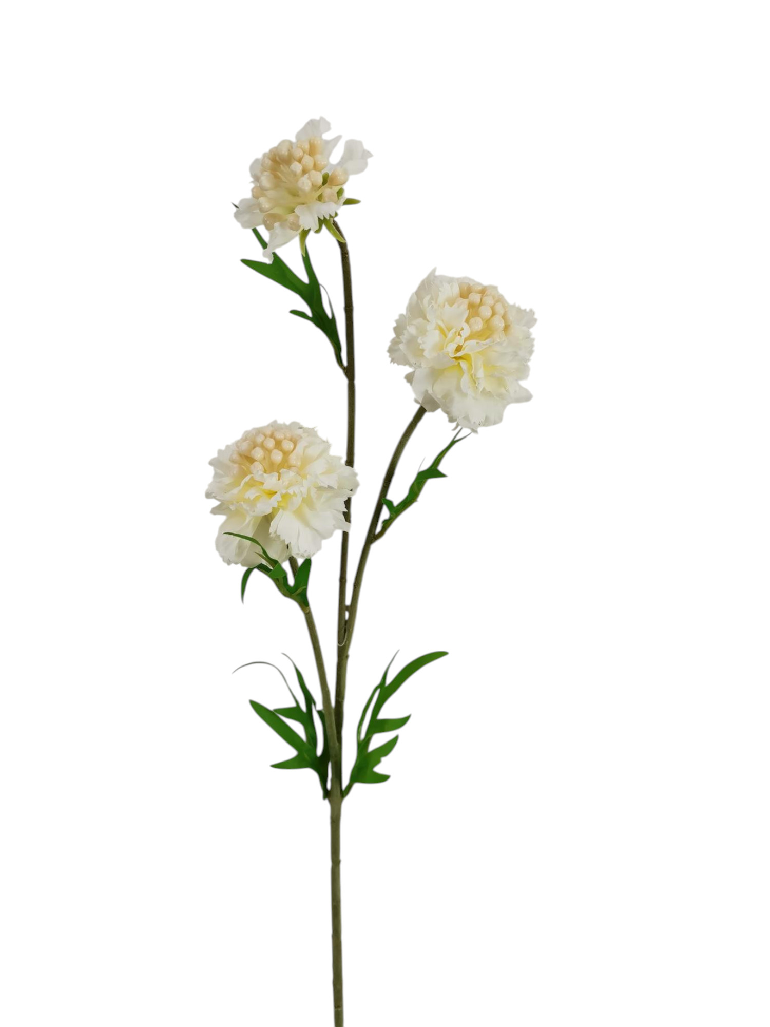 SCABIOSA SPRAY X3 57CM CR