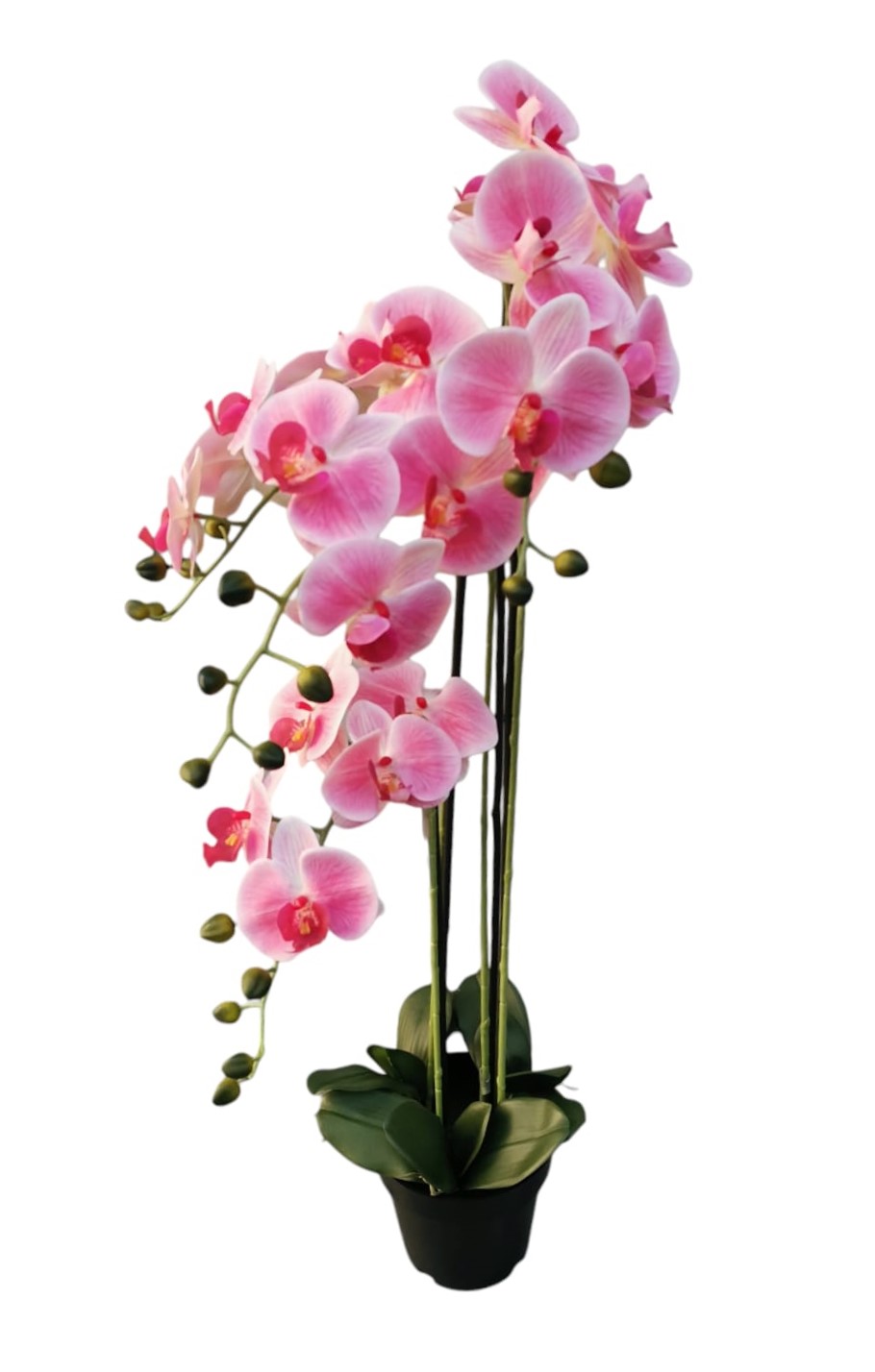 PHALAENOPSIS X4 IN VASO 100 CM PK