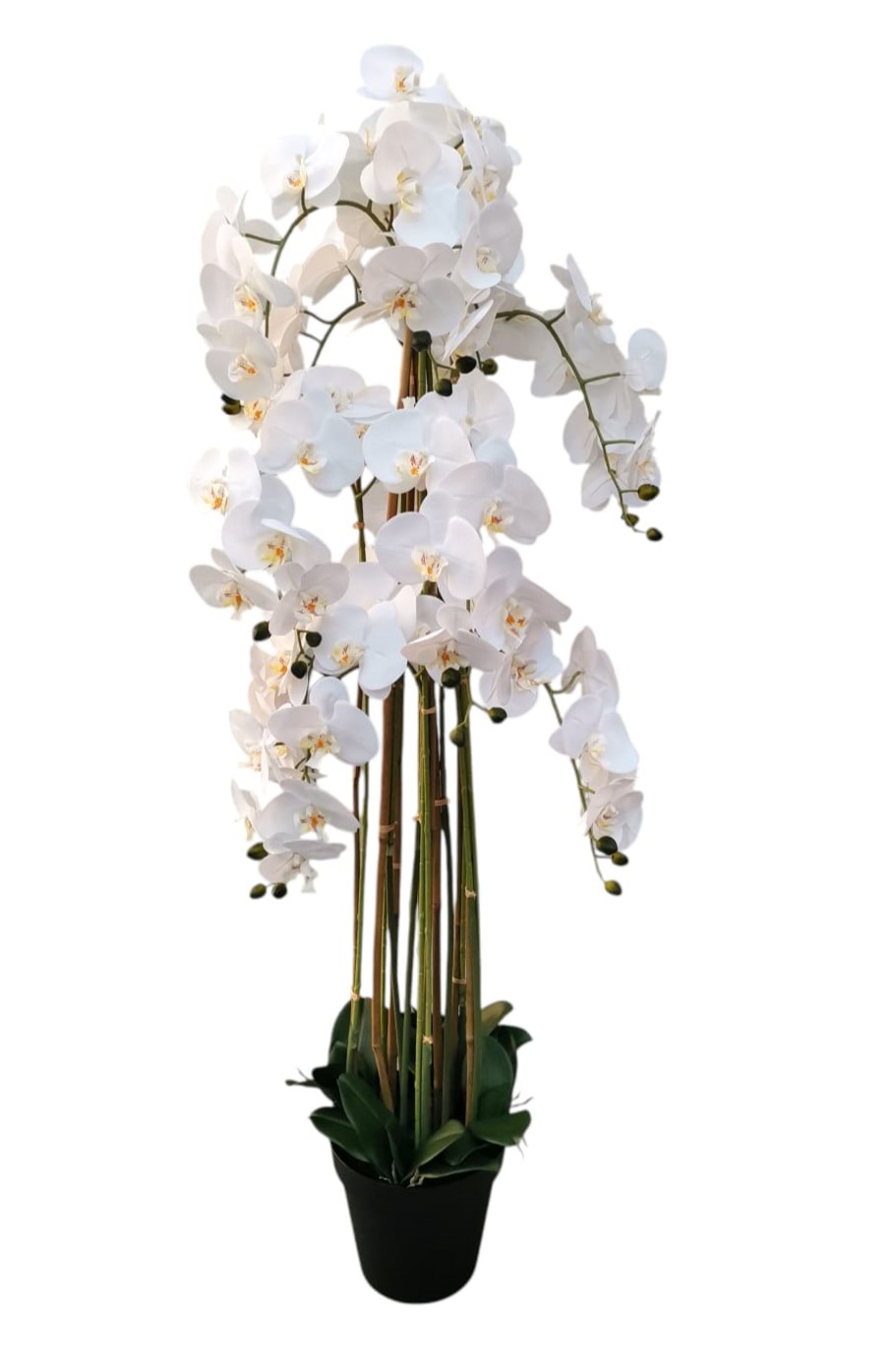 PHALAENOPSIS X11 IN VASO 150CM WH