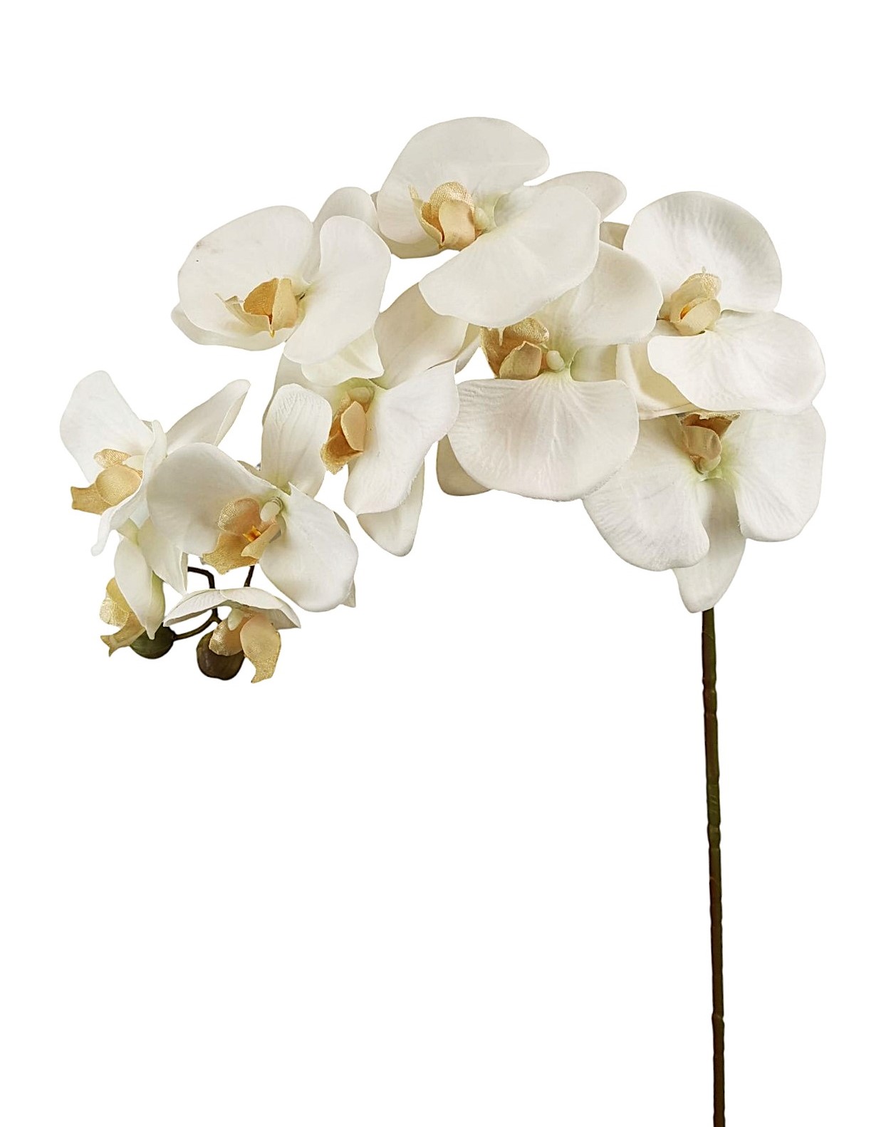 PHALAENOPSIS SPRAY X10 97CM CR