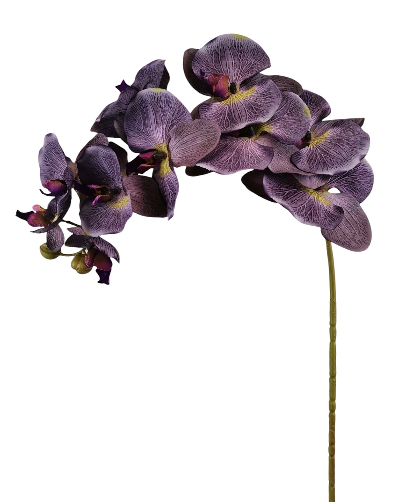 PHALAENOPSIS SPRAY X10 97CM PU