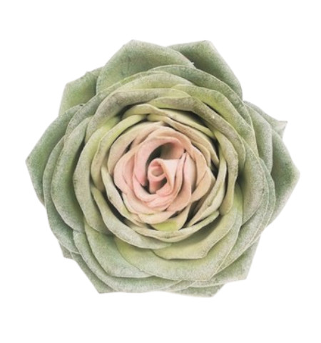 SUCCULENT 20CM GR