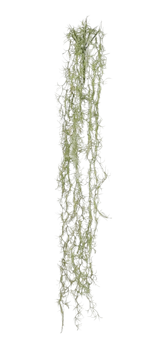 CADENTE TILLANDSIA 120CM GR