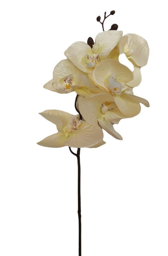 PHALAENOPSIS X6 60CM CR