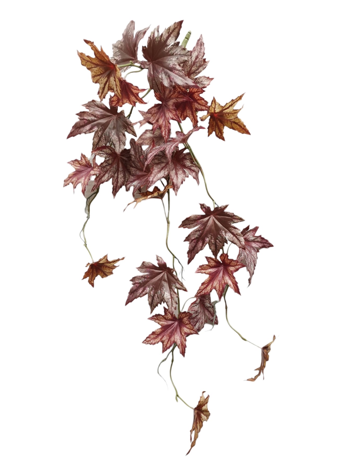 CAD BEGONIA X5 REAL TOUCH 85CM RD