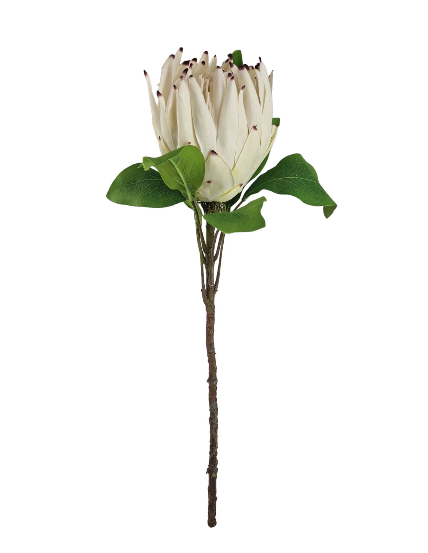 PROTEA SPRAY 63CM CR