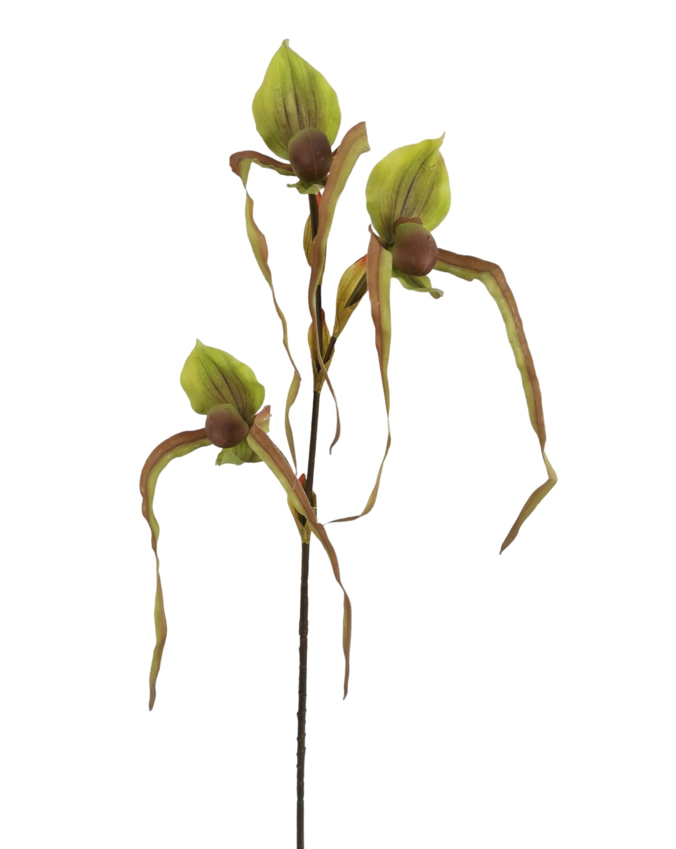 PAPHIOEDILUM SPRAY X3 82CM GR