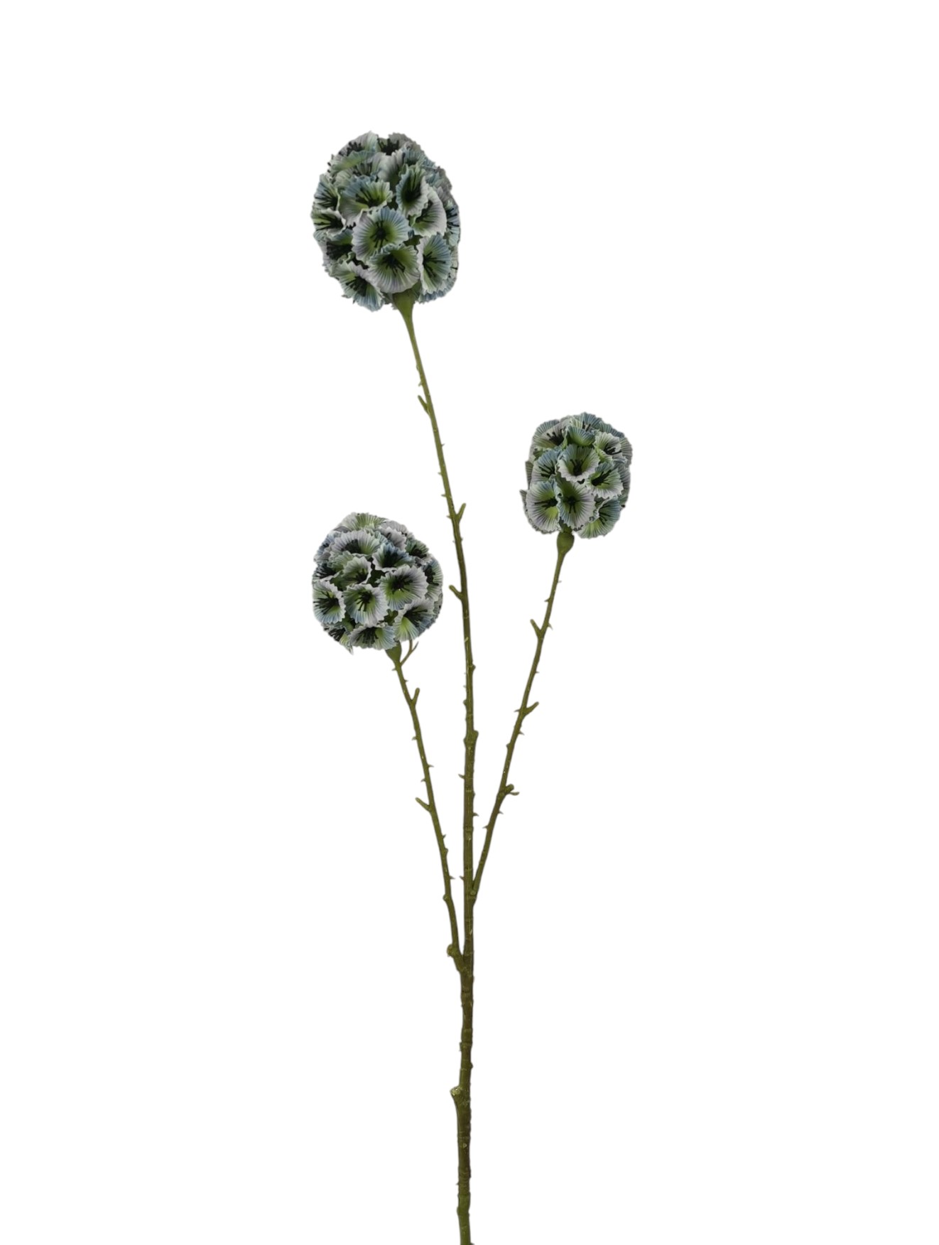 SCABIOSA STELLATA SPRAY X3 71CM BL