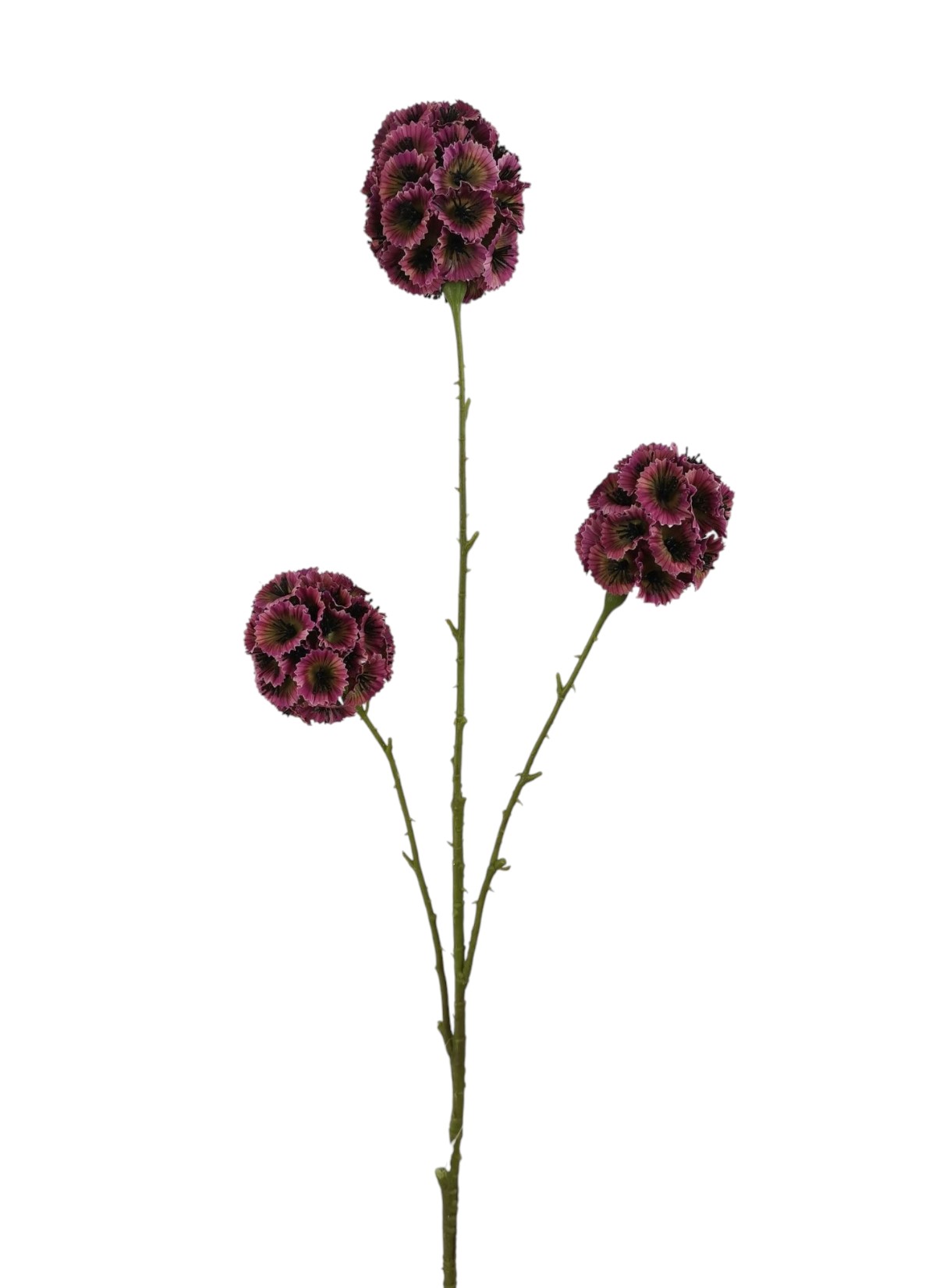 SCABIOSA STELLATA SPRAY X3 71CM BT