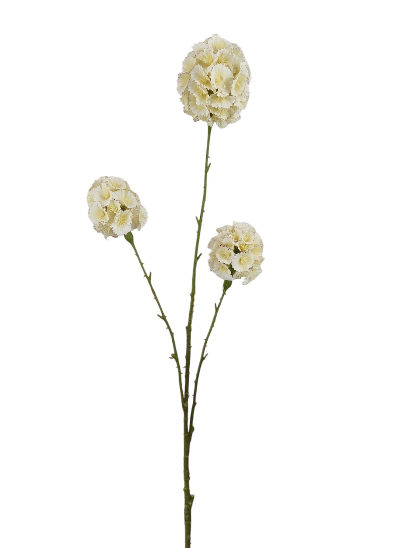 SCABIOSA STELLATA SPRAY X3 71CM CR