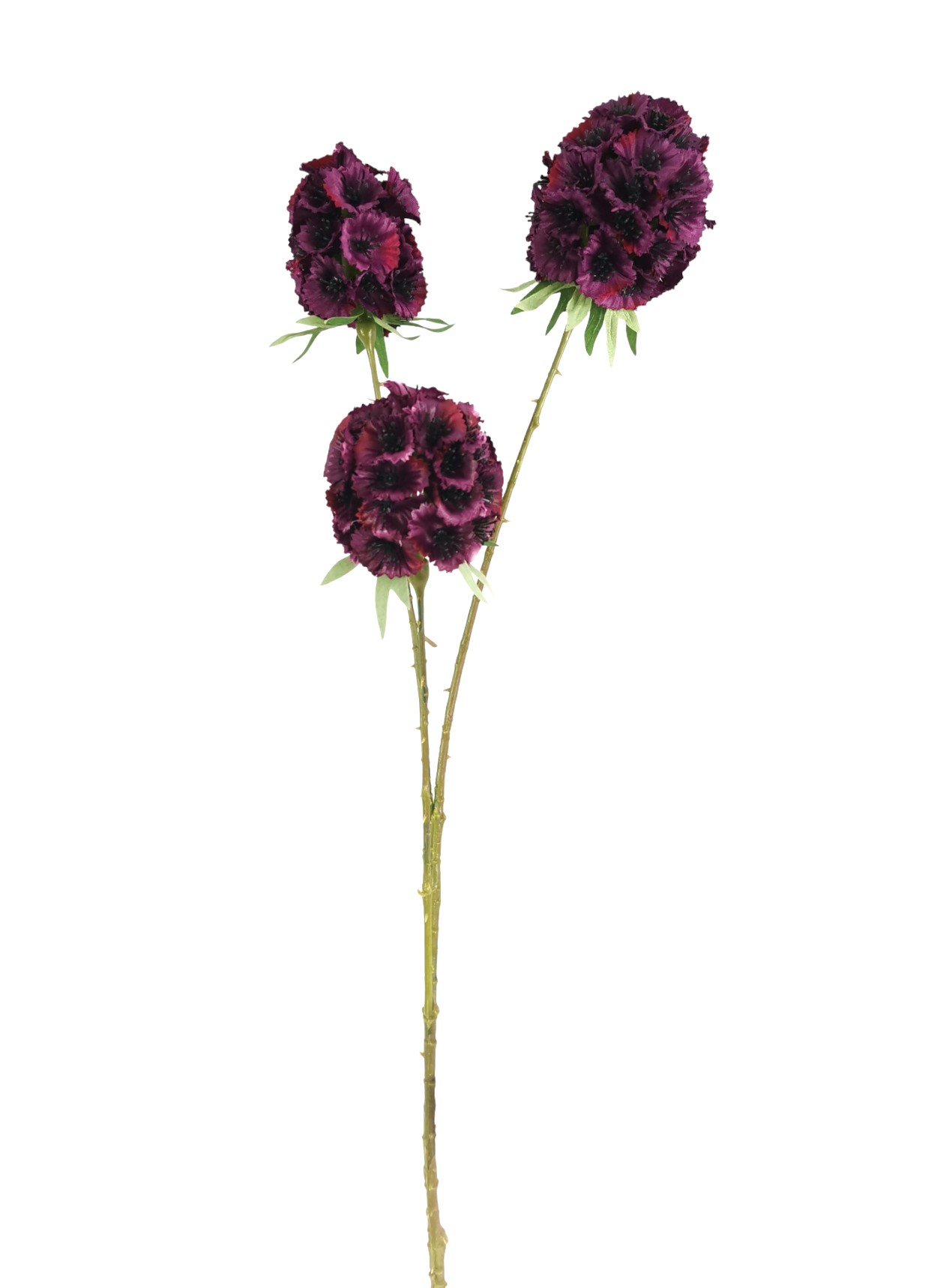 SCABIOSA STELLATA SPRAY X3 71CM PU